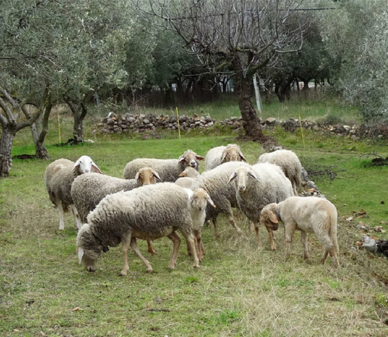 gregge ti pecore dell'agriturismo