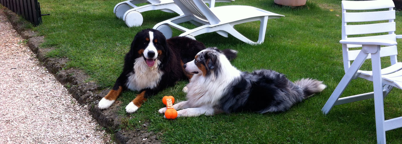 Due cani nel cortile dell'agriturismo Casa Rosa, sono i benvenuti
