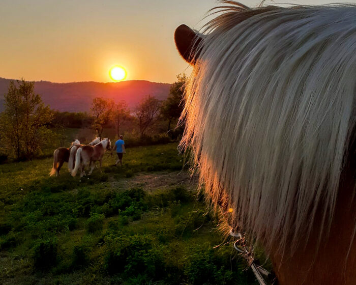 passeggiata a cavallo