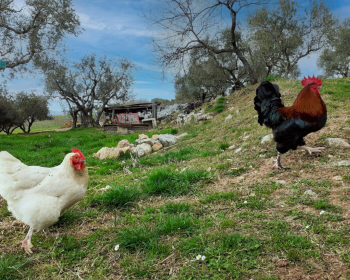 gallo e gallina nel cortile