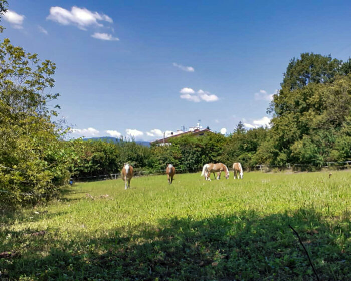 campo con cavalli al pascolo